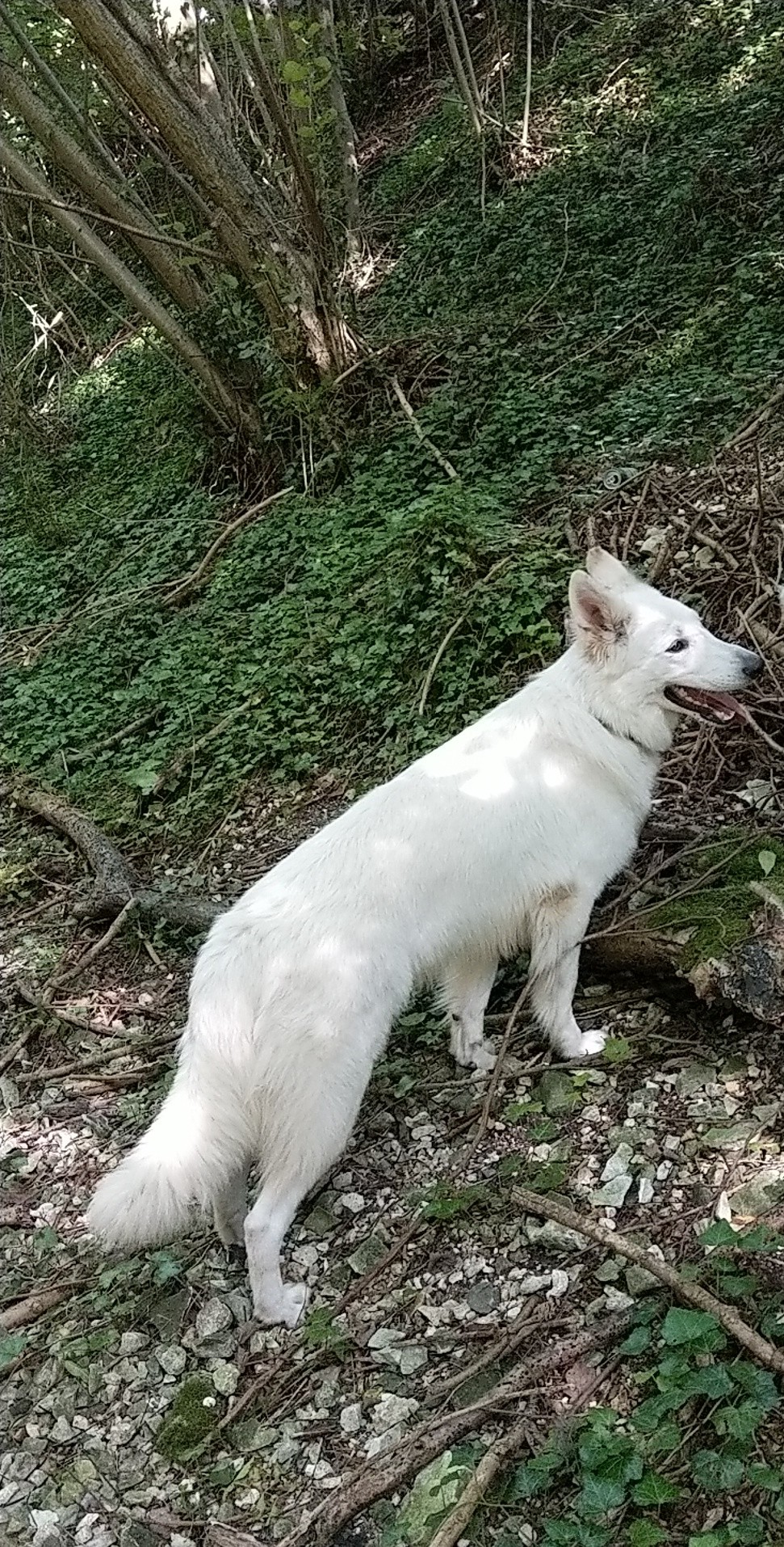 Ochana des loups de la hem