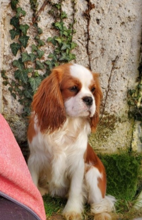 absolut de la maison du ryez