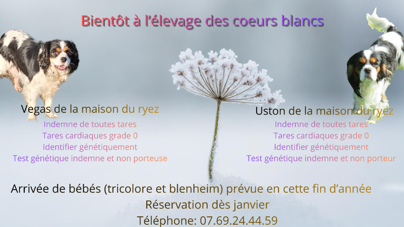 Bientôt arrivée de bébés tricolore et blenheim