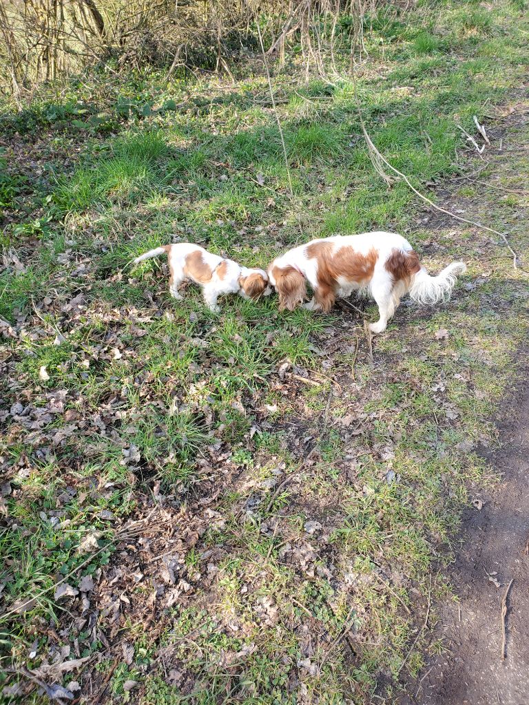 En promenade