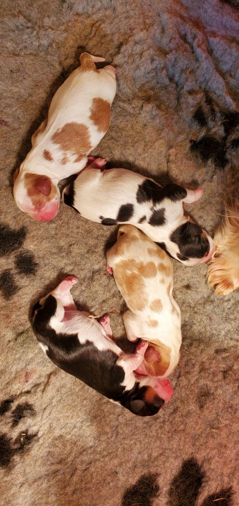 Chiot Cavalier King Charles Spaniel Du Domaine Des Coeurs Blancs