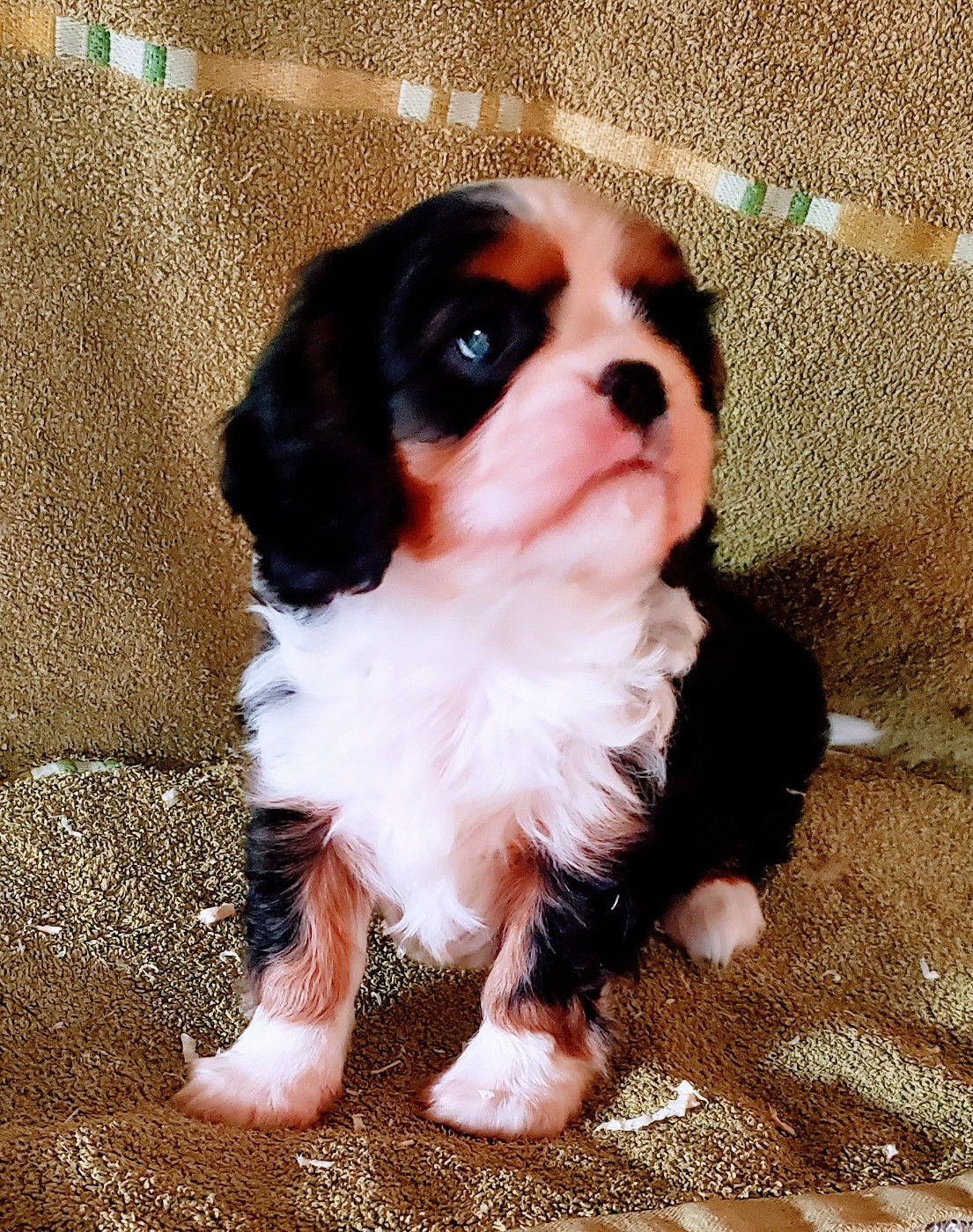 Du Domaine Des Coeurs Blancs - Cavalier King Charles Spaniel - Portée née le 30/08/2025