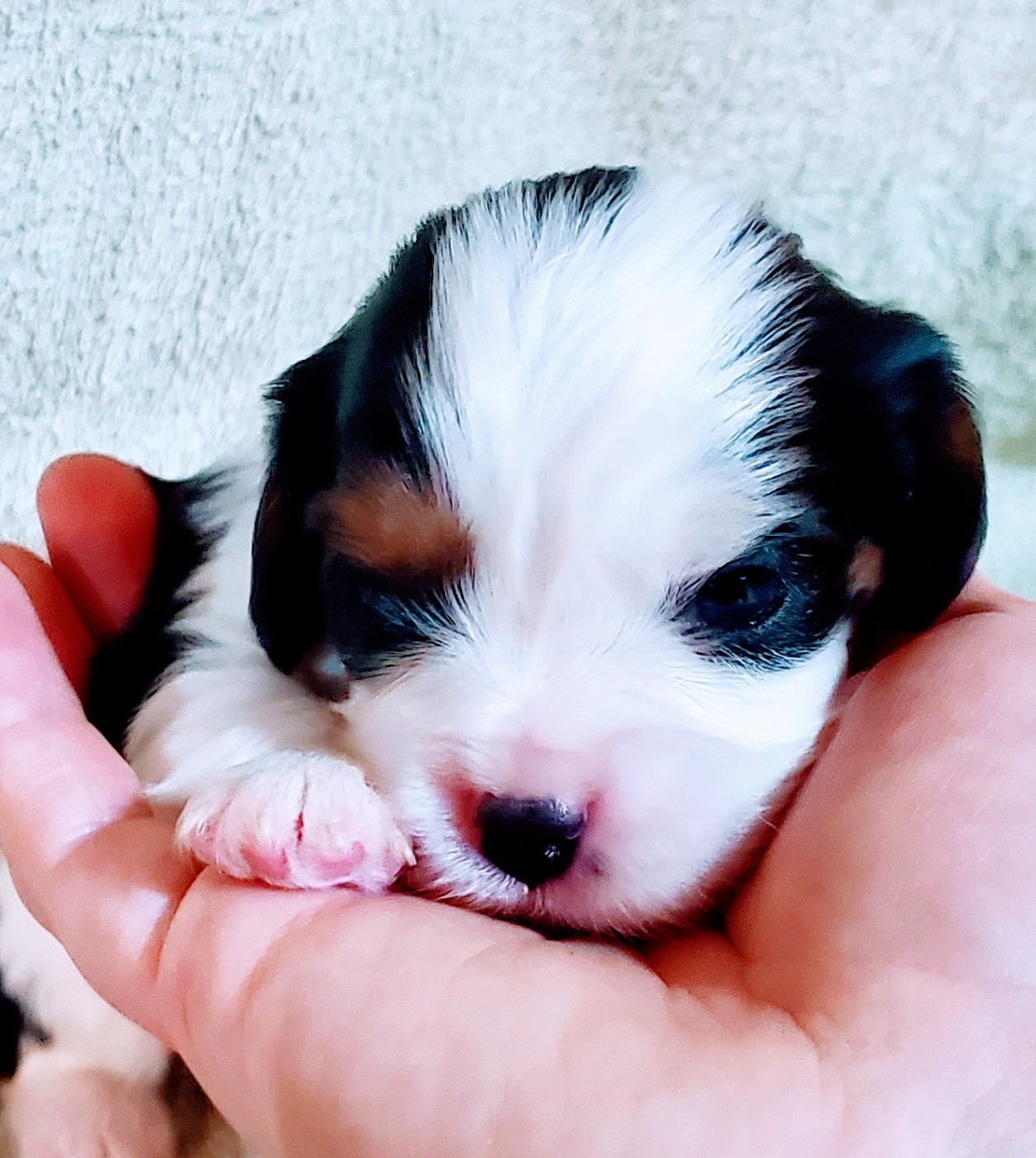 Du Domaine Des Coeurs Blancs - Chiots disponibles - Cavalier King Charles Spaniel