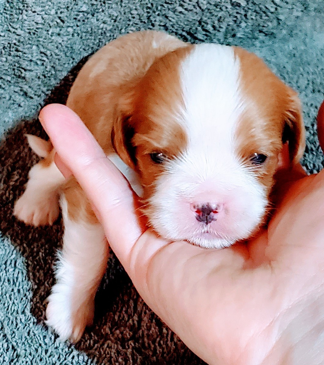 Du Domaine Des Coeurs Blancs - Chiots disponibles - Cavalier King Charles Spaniel
