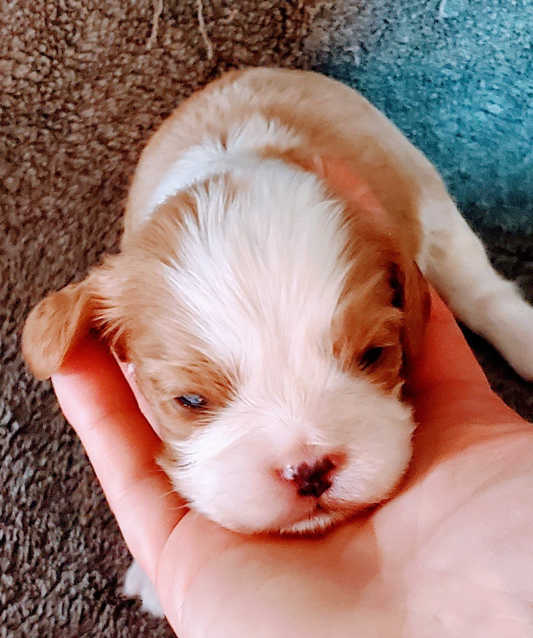 Du Domaine Des Coeurs Blancs - Chiots disponibles - Cavalier King Charles Spaniel