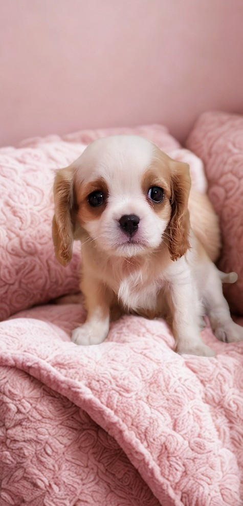Du Domaine Des Coeurs Blancs - Cavalier King Charles Spaniel - Portée née le 31/12/2025