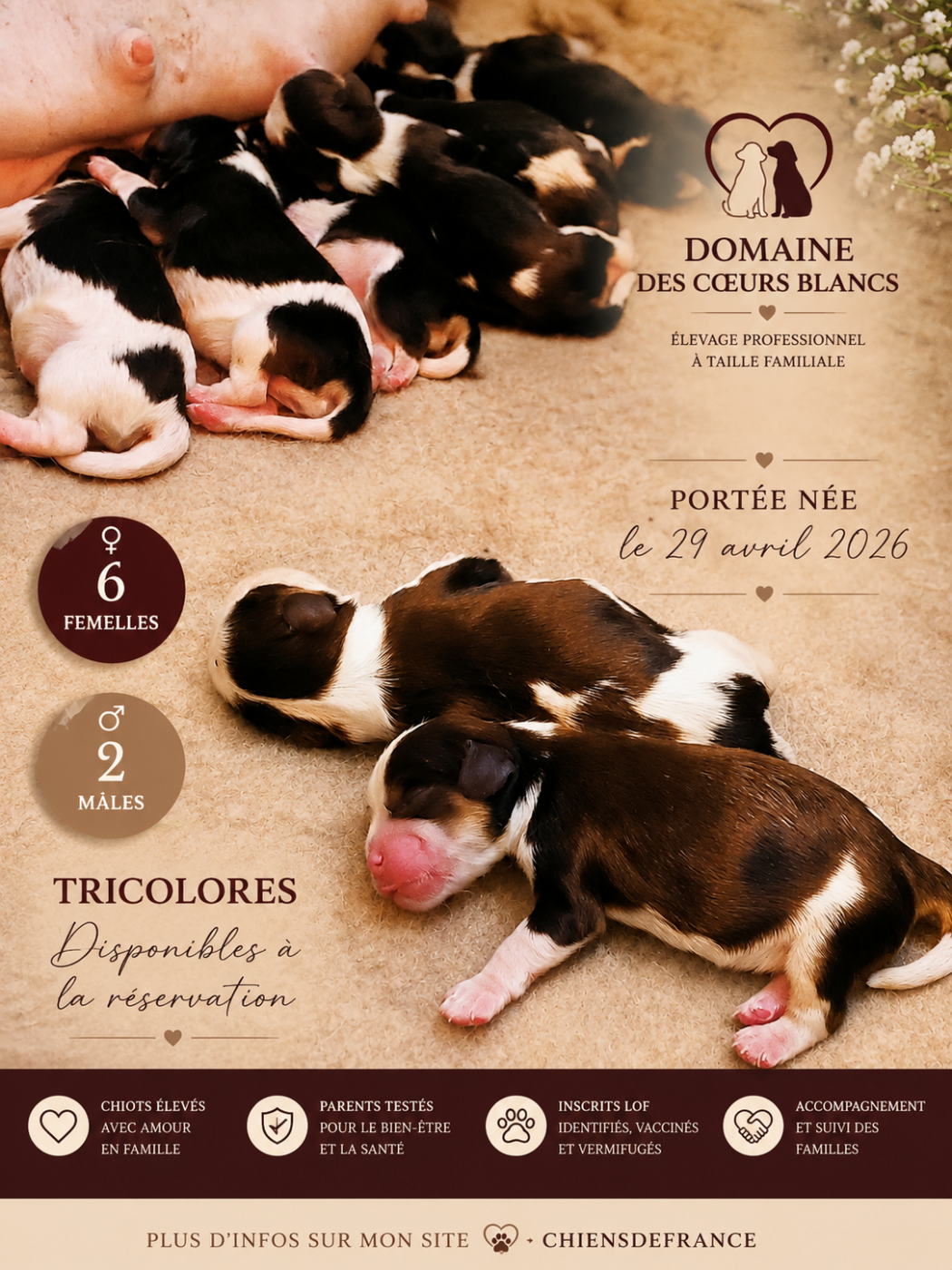 Chiot Cavalier King Charles Spaniel Du Domaine Des Coeurs Blancs