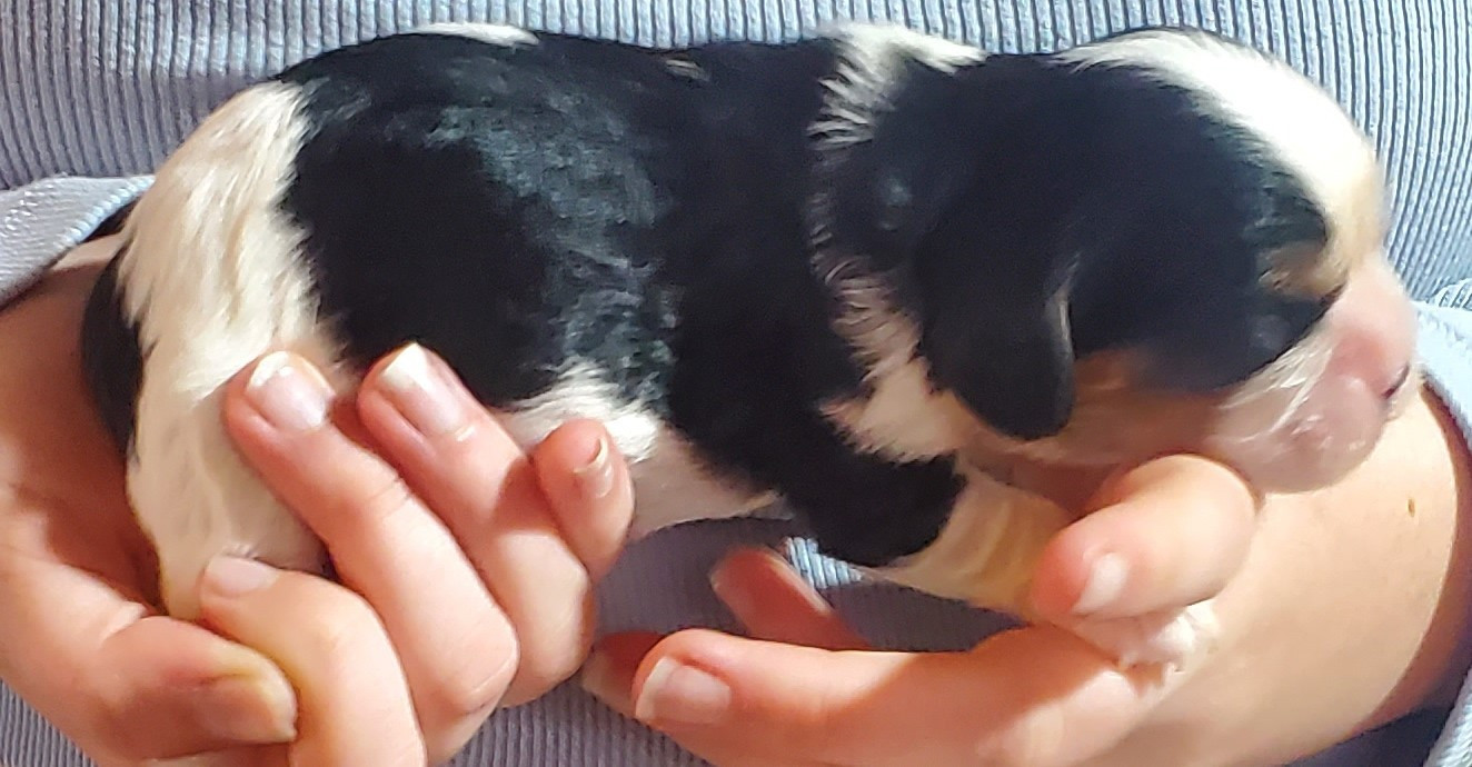Du Domaine Des Coeurs Blancs - Chiots disponibles - Cavalier King Charles Spaniel