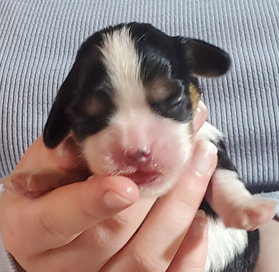 Du Domaine Des Coeurs Blancs - Chiots disponibles - Cavalier King Charles Spaniel