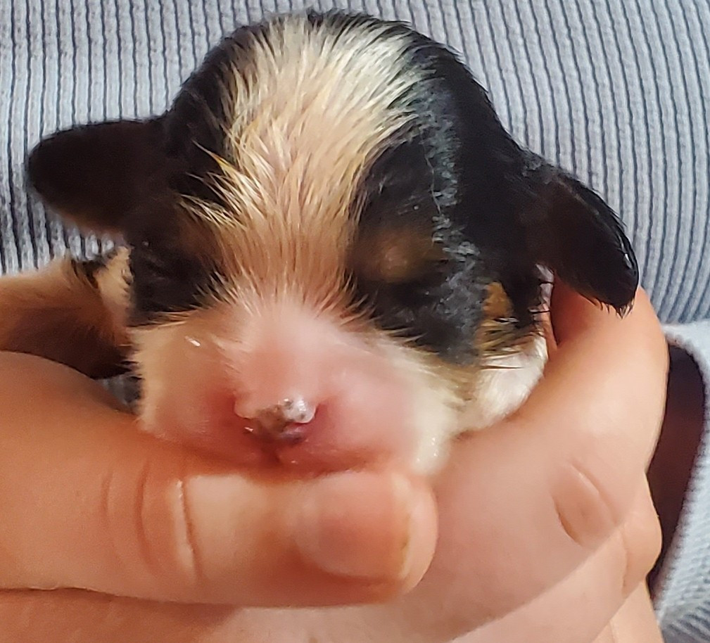 Du Domaine Des Coeurs Blancs - Chiots disponibles - Cavalier King Charles Spaniel