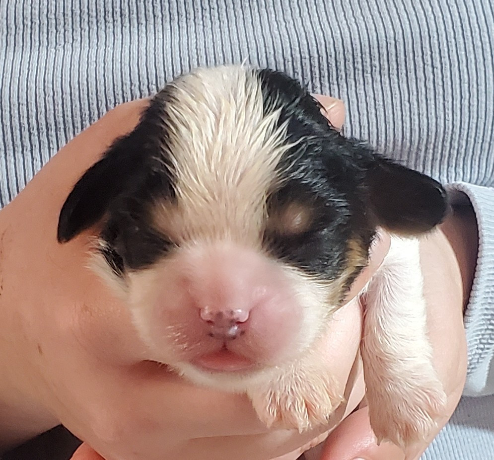 Du Domaine Des Coeurs Blancs - Chiots disponibles - Cavalier King Charles Spaniel