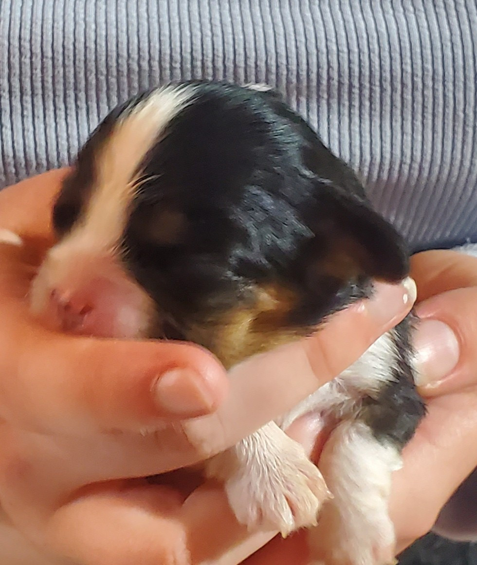 Du Domaine Des Coeurs Blancs - Chiots disponibles - Cavalier King Charles Spaniel
