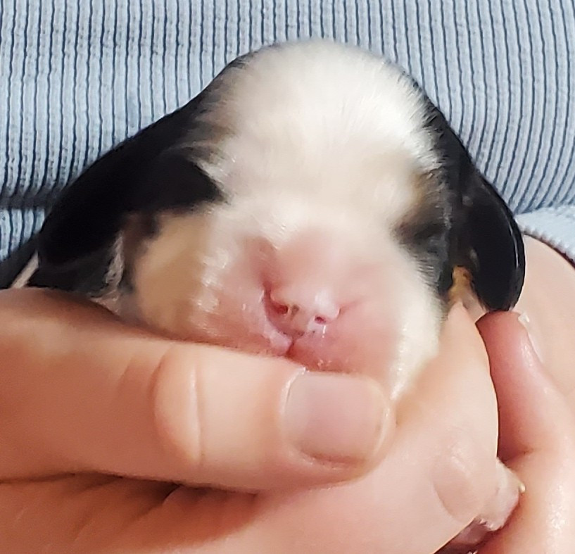 Du Domaine Des Coeurs Blancs - Chiots disponibles - Cavalier King Charles Spaniel