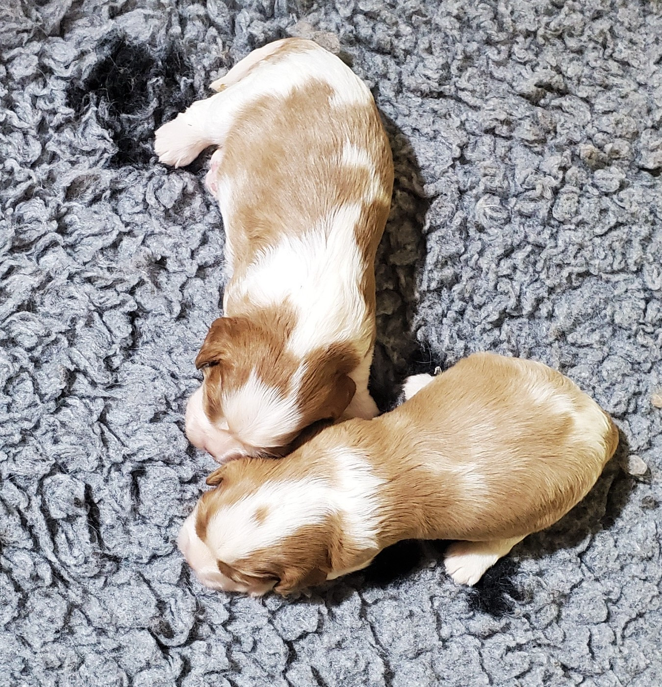 Chiot Cavalier King Charles Spaniel Du Domaine Des Coeurs Blancs