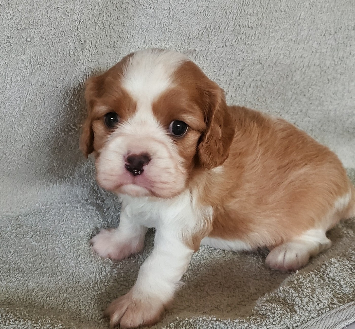 Du Domaine Des Coeurs Blancs - Chiots disponibles - Cavalier King Charles Spaniel