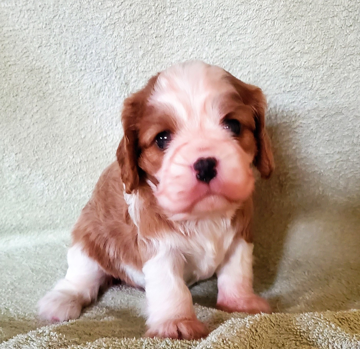 Du Domaine Des Coeurs Blancs - Chiots disponibles - Cavalier King Charles Spaniel