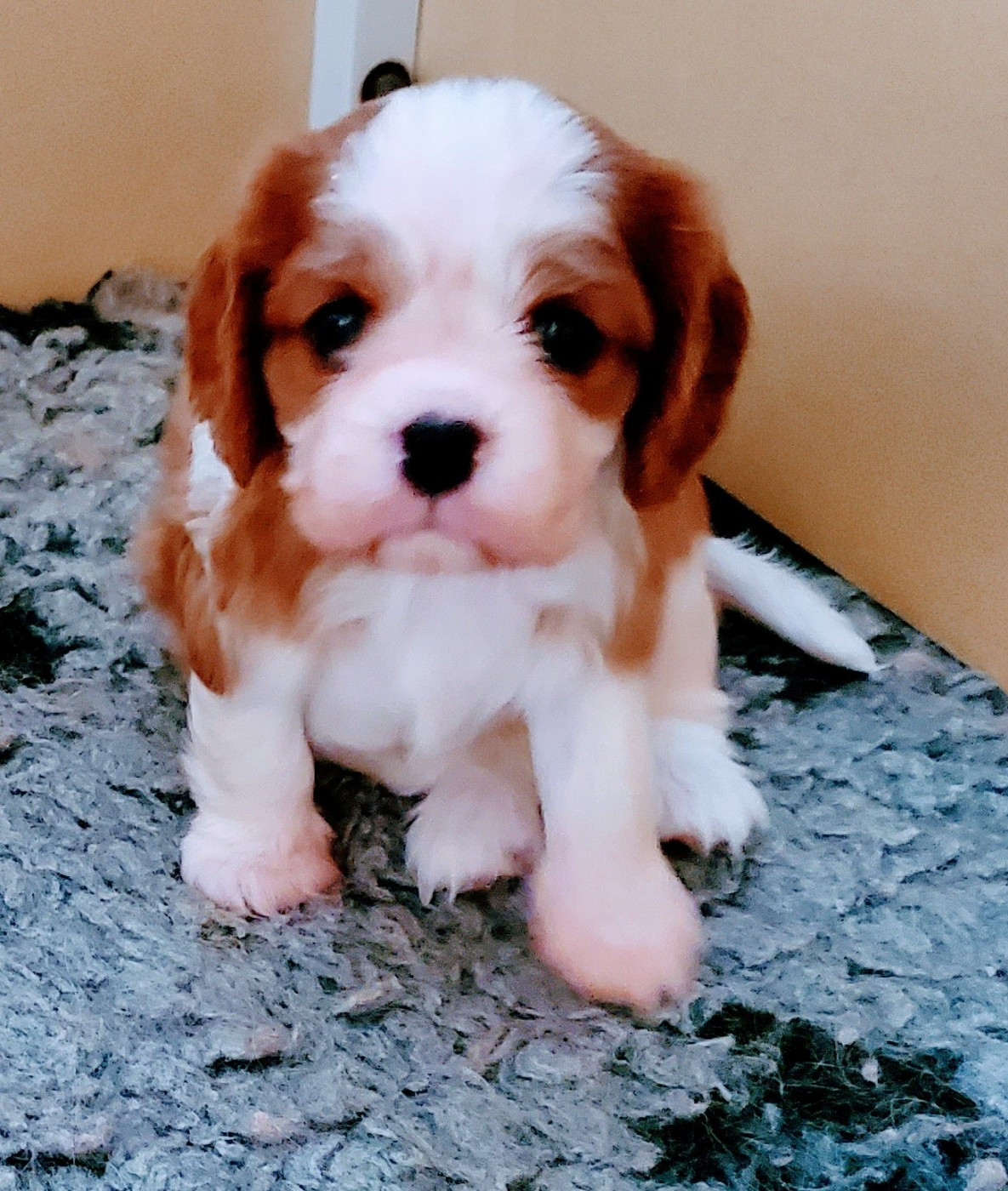 Du Domaine Des Coeurs Blancs - Chiots disponibles - Cavalier King Charles Spaniel