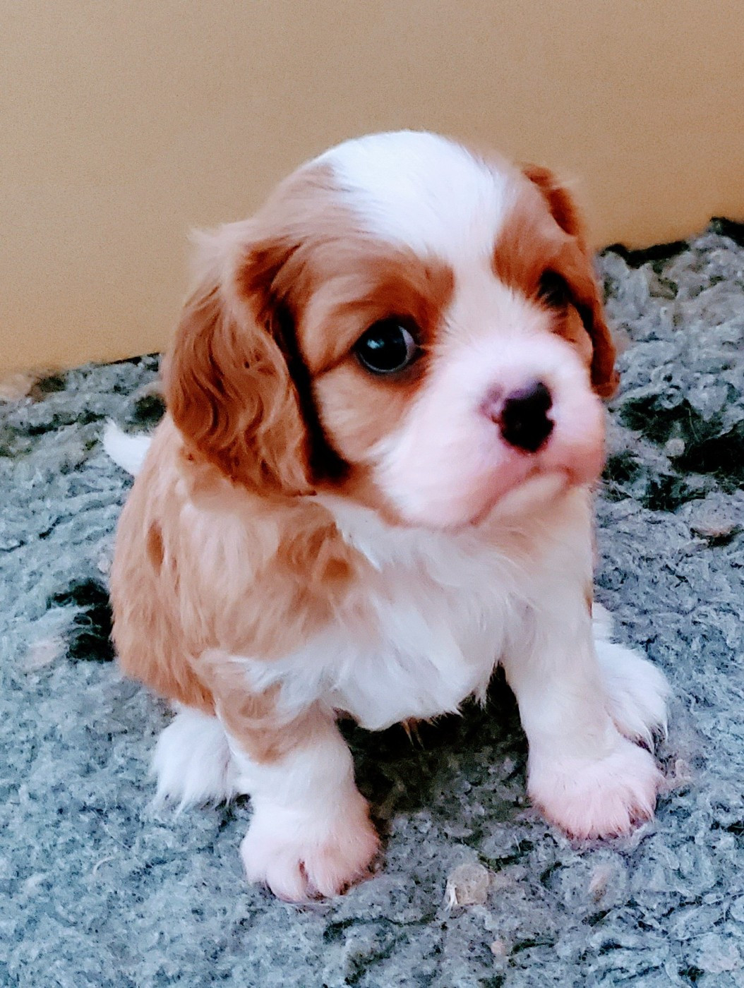 Du Domaine Des Coeurs Blancs - Chiots disponibles - Cavalier King Charles Spaniel