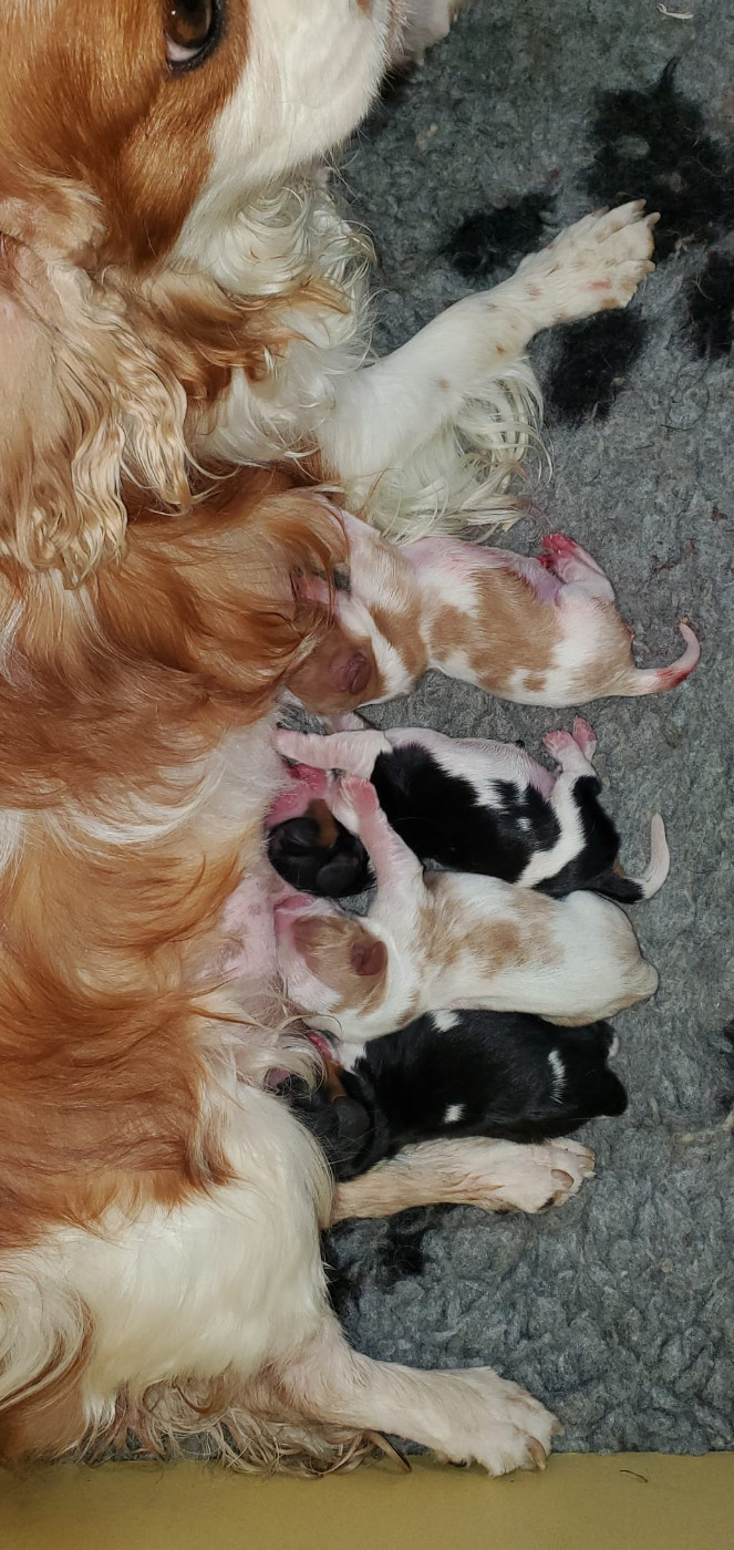 Chiot Cavalier King Charles Spaniel Du Domaine Des Coeurs Blancs
