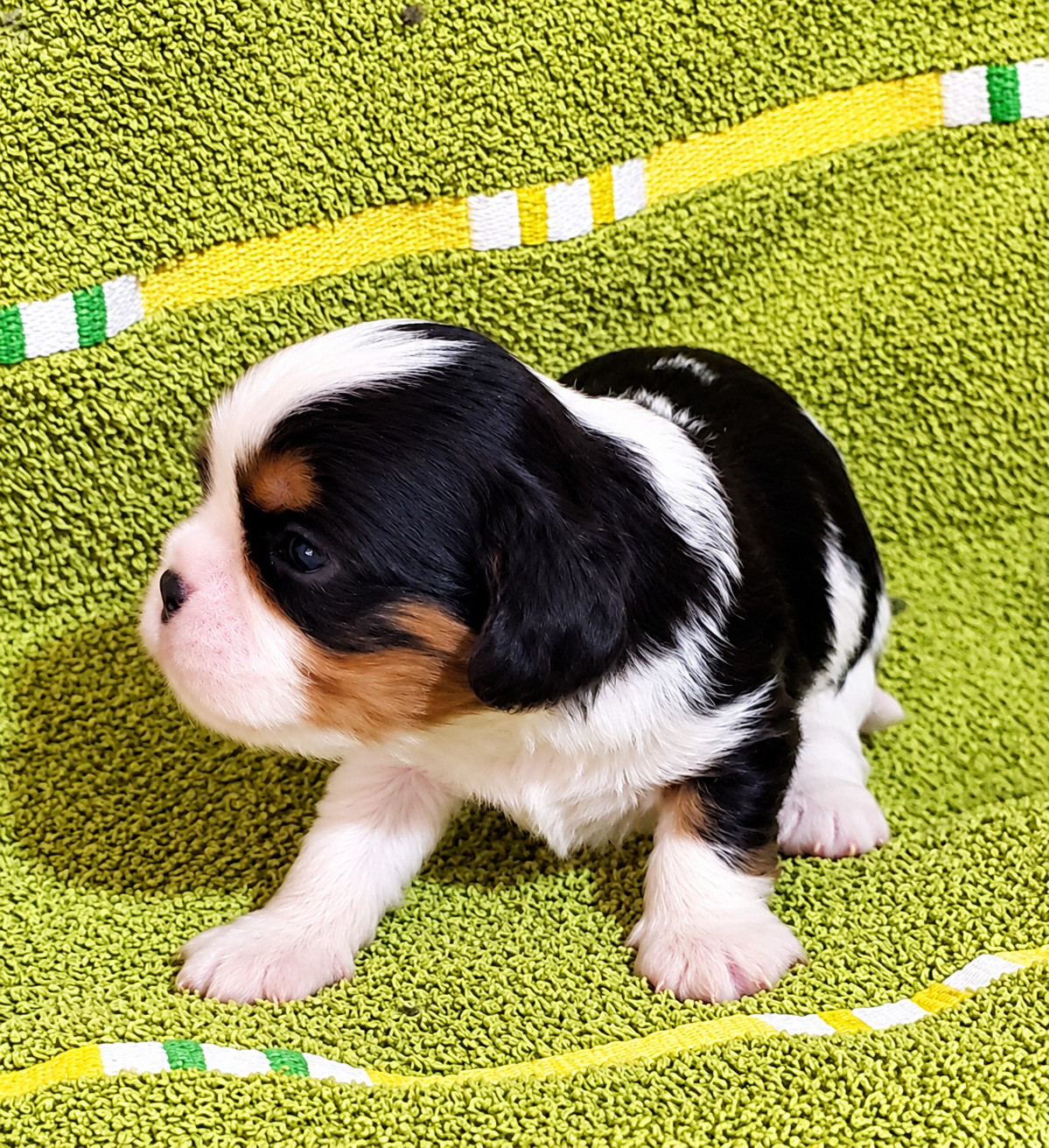 Du Domaine Des Coeurs Blancs - Chiots disponibles - Cavalier King Charles Spaniel