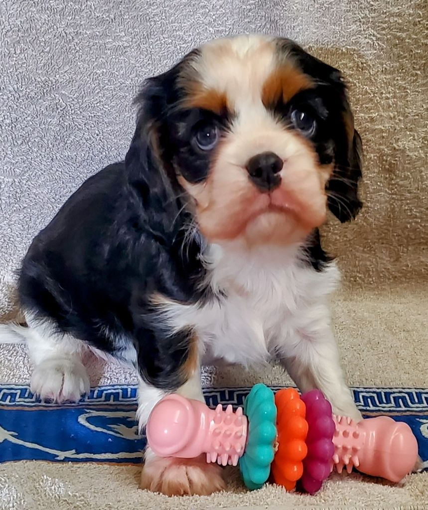 Du Domaine Des Coeurs Blancs - Chiots disponibles - Cavalier King Charles Spaniel
