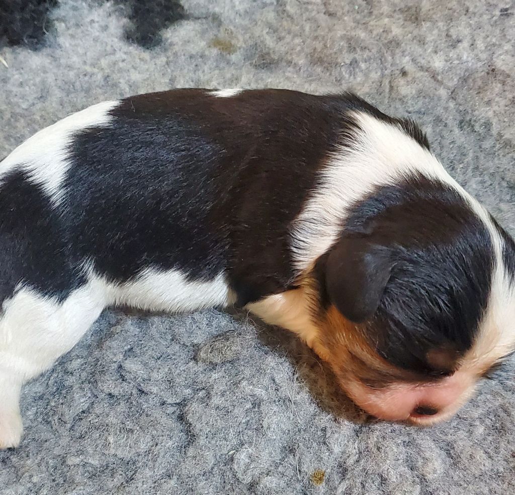 Du Domaine Des Coeurs Blancs - Chiots disponibles - Cavalier King Charles Spaniel