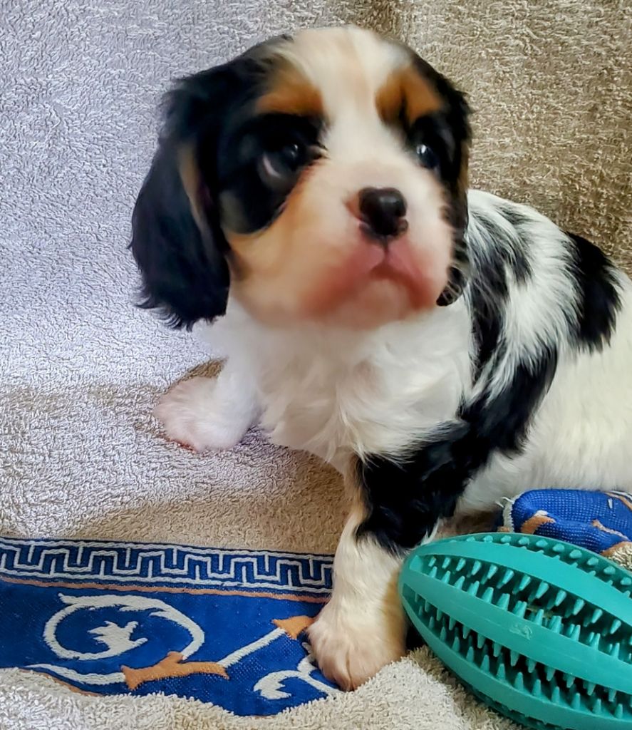 Du Domaine Des Coeurs Blancs - Chiots disponibles - Cavalier King Charles Spaniel