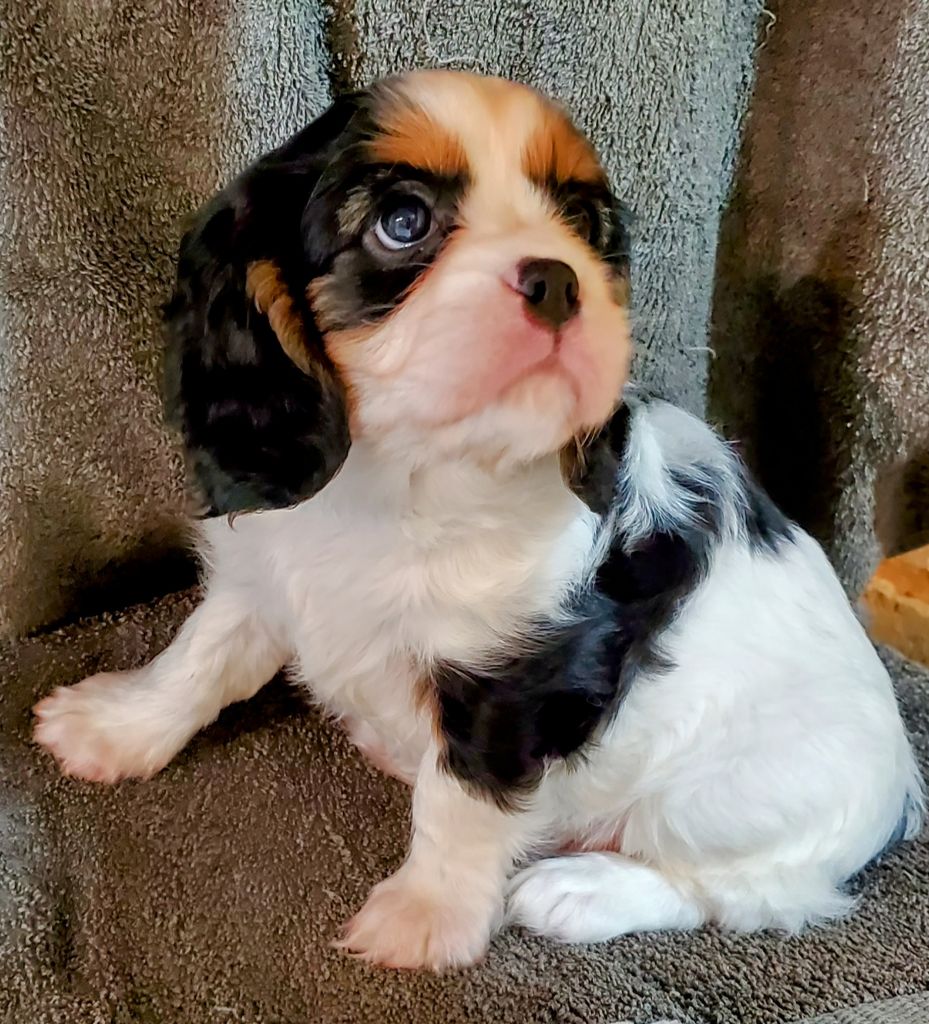 Du Domaine Des Coeurs Blancs - Chiots disponibles - Cavalier King Charles Spaniel