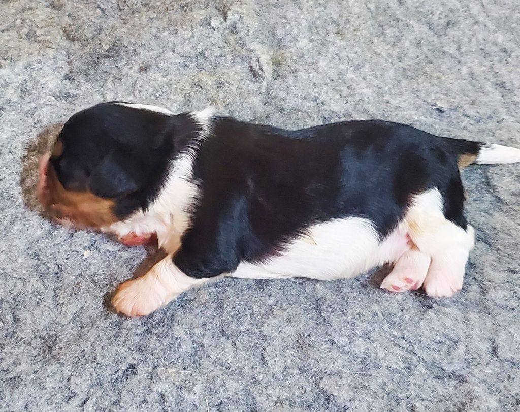 Du Domaine Des Coeurs Blancs - Chiots disponibles - Cavalier King Charles Spaniel