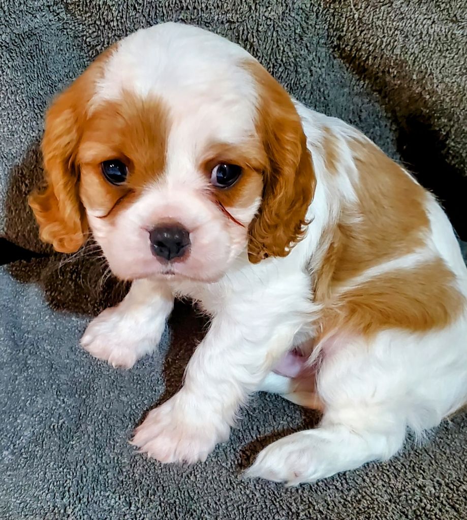 Du Domaine Des Coeurs Blancs - Chiots disponibles - Cavalier King Charles Spaniel