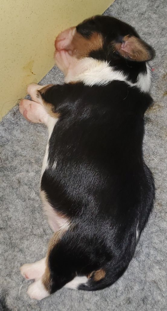 Du Domaine Des Coeurs Blancs - Chiots disponibles - Cavalier King Charles Spaniel