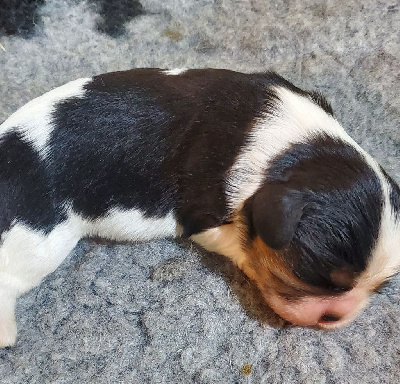 CHIOT 3
