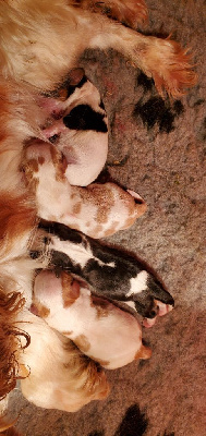 CHIOT 2