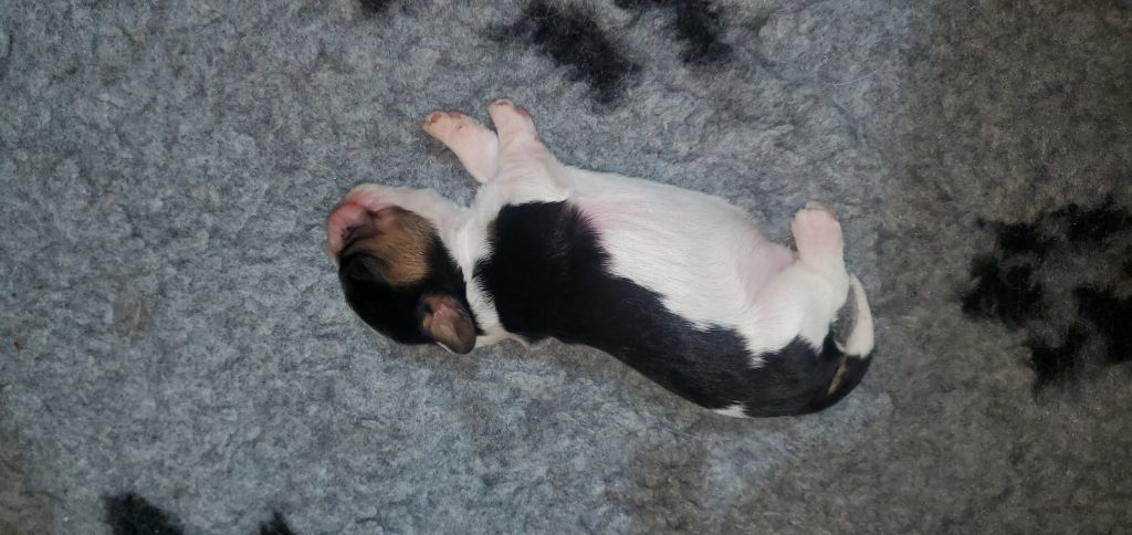 Du Domaine Des Coeurs Blancs - Chiots disponibles - Cavalier King Charles Spaniel
