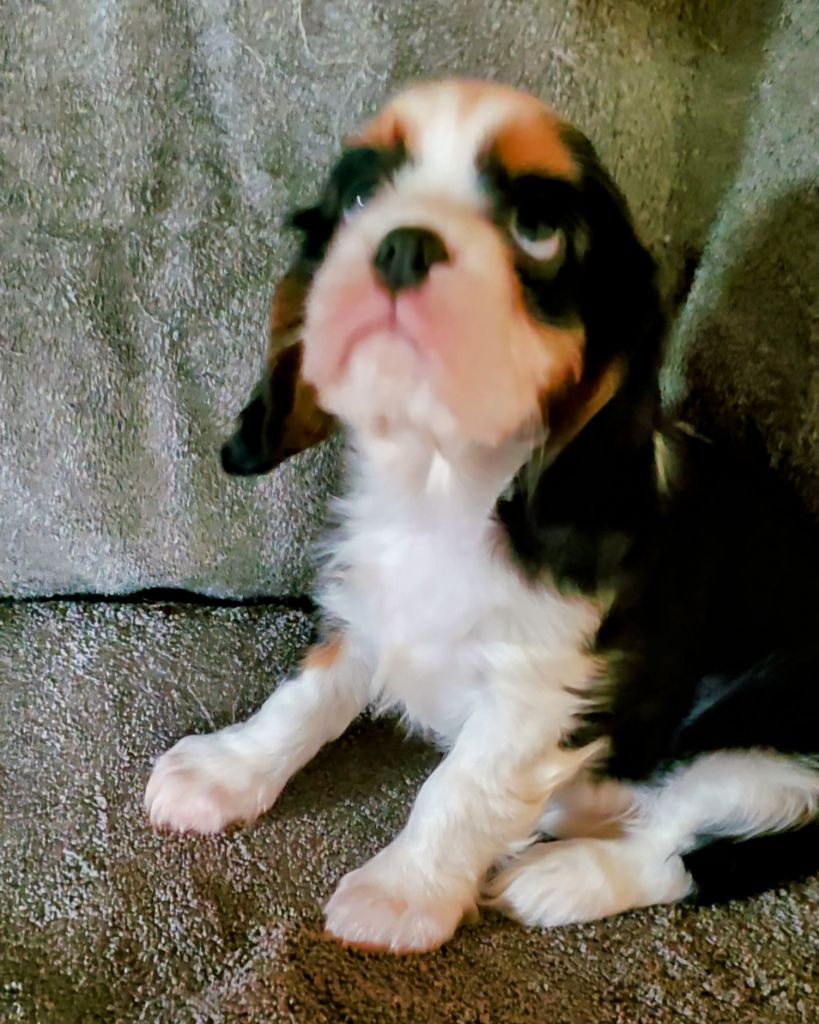 Du Domaine Des Coeurs Blancs - Chiots disponibles - Cavalier King Charles Spaniel