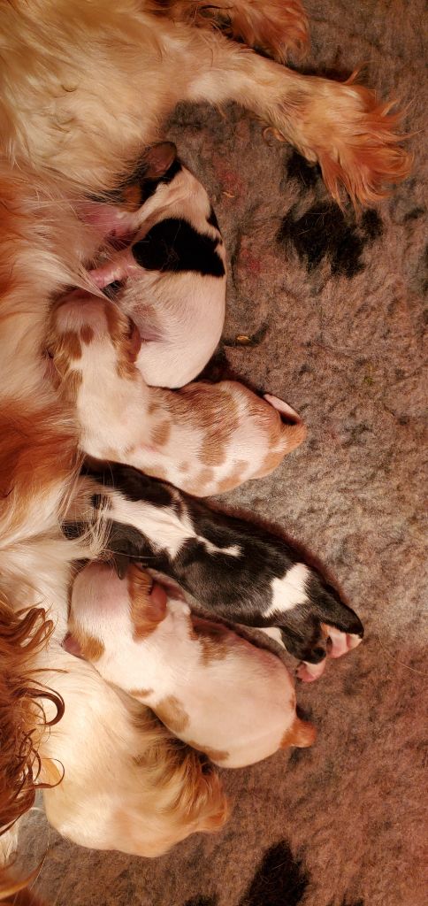Du Domaine Des Coeurs Blancs - Chiots disponibles - Cavalier King Charles Spaniel