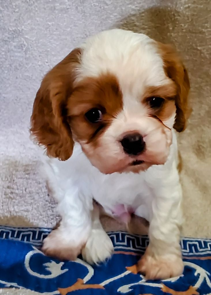 Du Domaine Des Coeurs Blancs - Chiots disponibles - Cavalier King Charles Spaniel